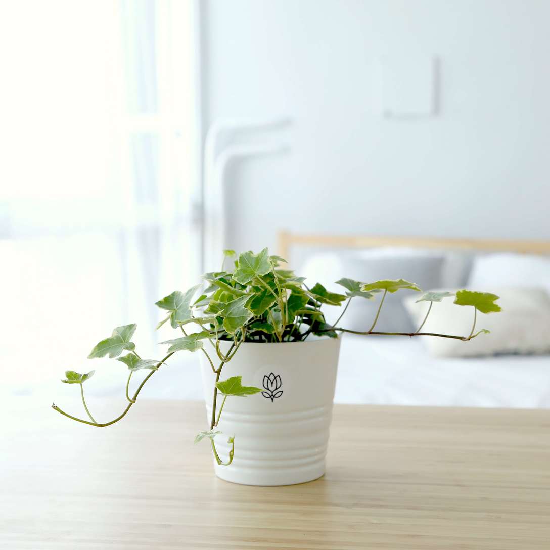 Хедера Хеликс (плющ)