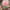 Шляпная коробка Demi "Розы Кения Pink" GREEN