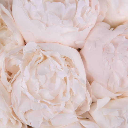 Букет из 11 пионов "Madame Claude Tain" в вазе