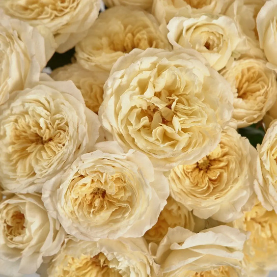 Букет из 11 кустовых роз "Royal Park" в вазе