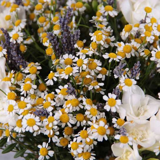 Букет с ромашками "Springfield" в вазе