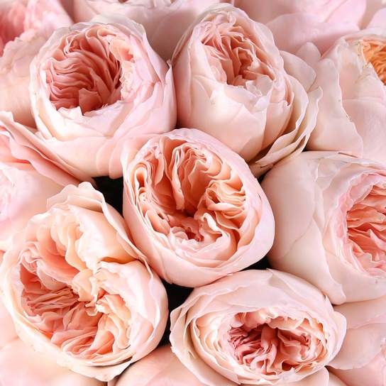 Букет из 25 роз "Austin Juliet" в вазе