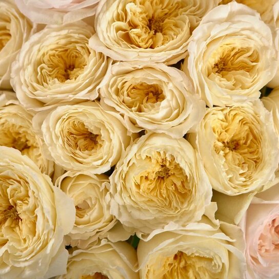 Кремовый микс из садовых роз в вазе Фото 3