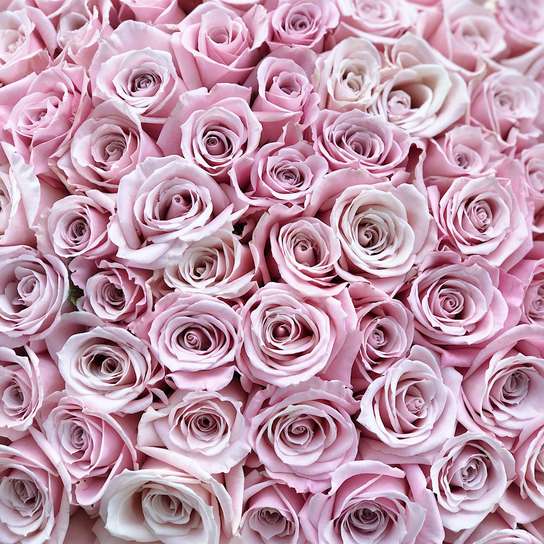 Букет из 101 розы "Sweet Escimo"