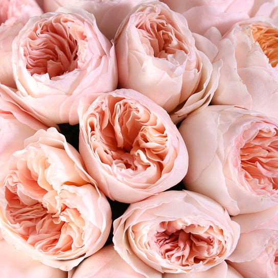 Букет из 15 роз "Austin Juliet" в вазе