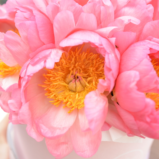 Шляпная коробка Grand "Coral Сharm" WHITE