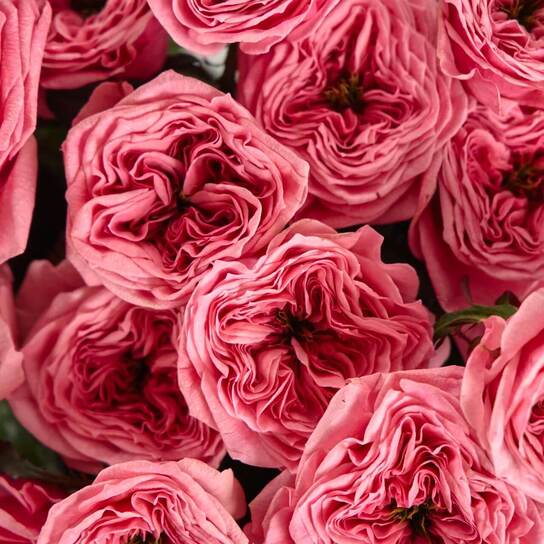 Букет из 17 роз "Regents Park" в вазе