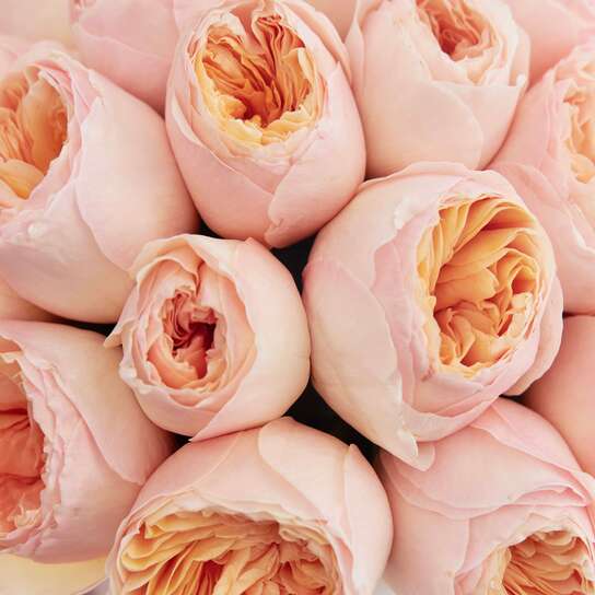 Шляпная коробка Petit "Розы Austin Juliet" PINK