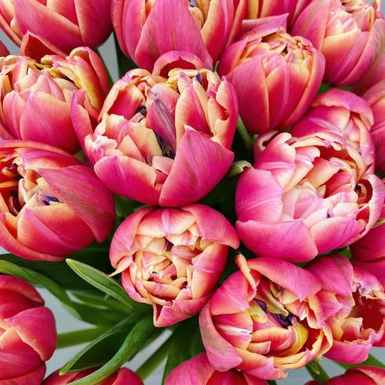 Букет из 25 малиновых тюльпанов "Columbus"