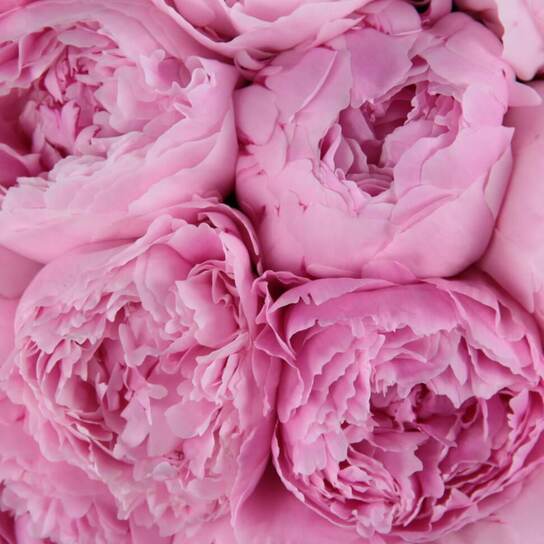 Шляпная коробка Grand "Пионы Sarah Bernhardt" WHITE Фото 3