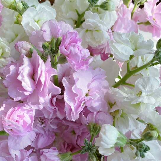 Букет ароматной маттиолы в вазе