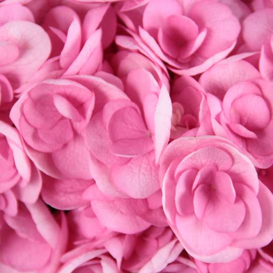 Шляпная коробка Grand "Гортензии Pink" BLVCK Фото 3