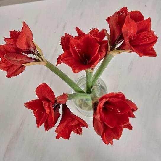 Букет из красных амариллисов в вазе