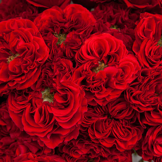 Букет из 25 роз "Red Monster"