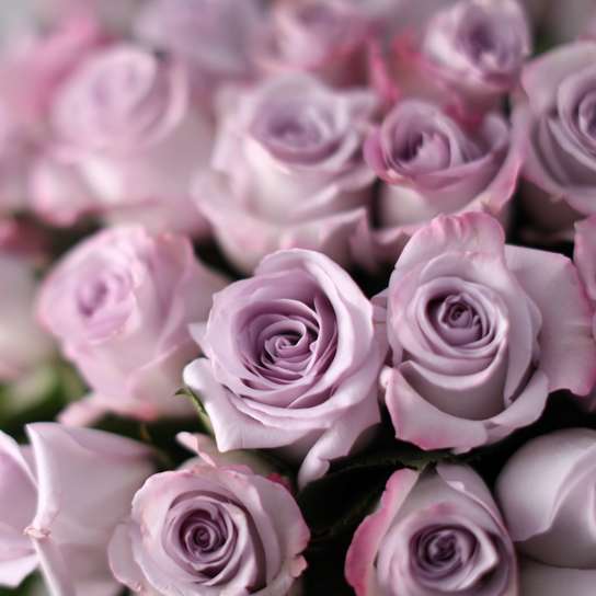Букет из 25 роз "Purple" BLVCK