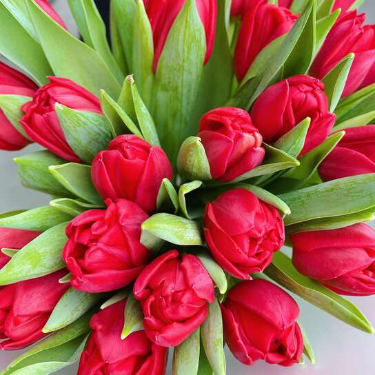 Букет из 25 красных тюльпанов Фото 3
