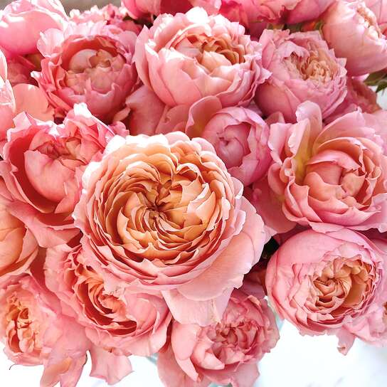 Букет из 15 кустовых роз Juliet в вазе