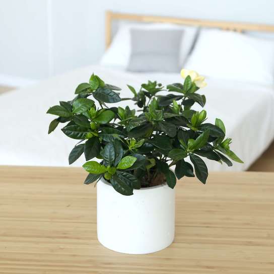 Гардения Большая в бетонном кашпо