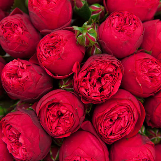 Шляпная коробка Grand "Розы Red Piano" GREEN Фото 4