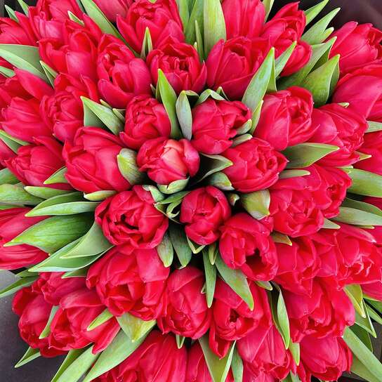 Букет из 49 красного тюльпана Фото 4