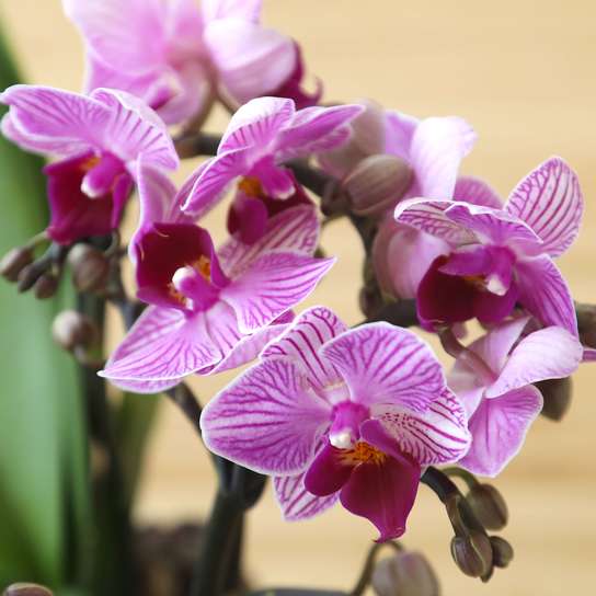 Орхидея "Фаленопсис Романтик"