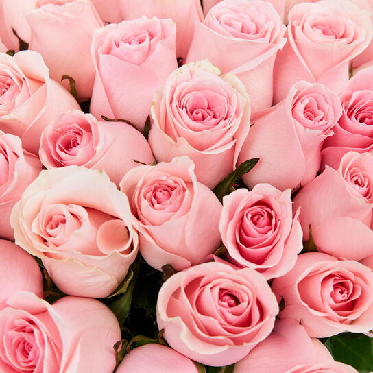 Букет из 51 розы "Pink Kenya" Фото 4