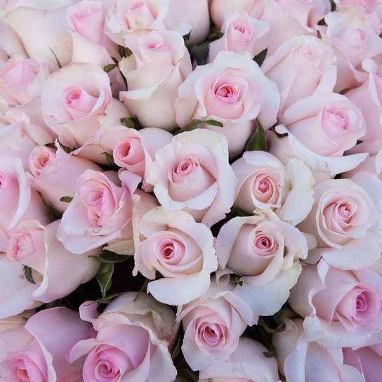 Букет из 101 розы "Senorita"