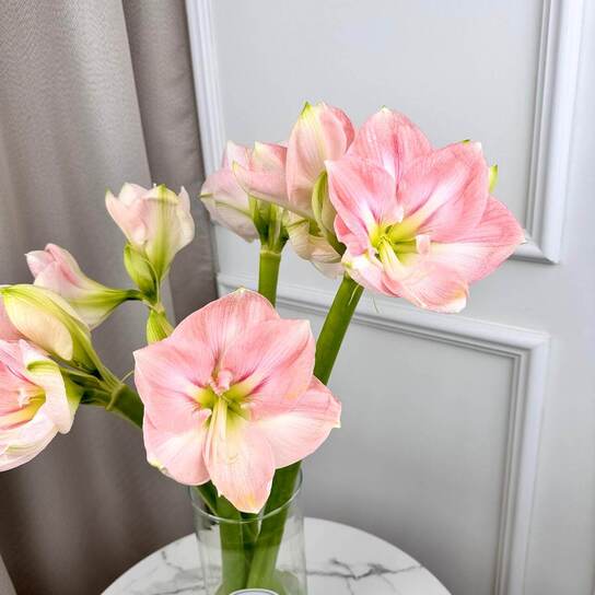 Букет из персиково-розовых амариллисов  в вазе