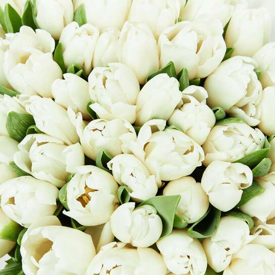 Букет из 51 тюльпана "White"