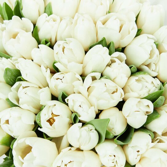 Букет из 51 тюльпана "White" Фото 3
