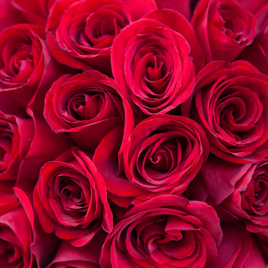 Шляпная коробка Grand с красными розами  WHITE