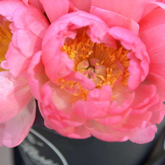 Шляпная коробка Grand "Coral Сharm" BLVCK Фото 3