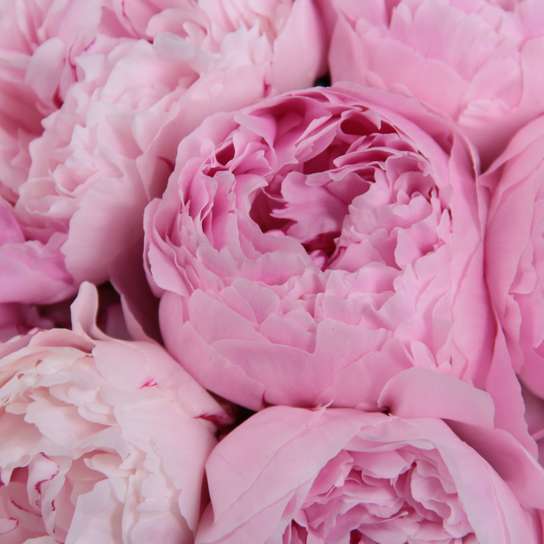 Букет из 19 пионов "Sarah Bernhardt" в вазе