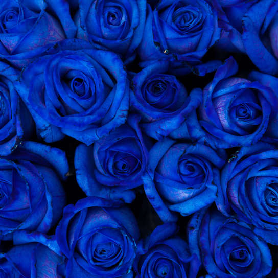 Букет из 51-й синей розы Фото 4