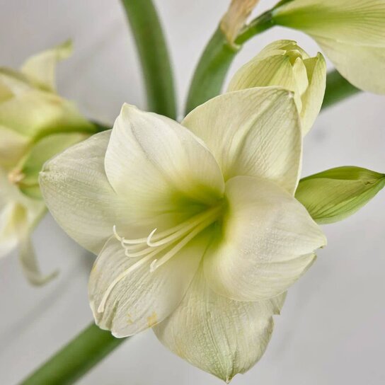 Букет из белых амариллисов  в вазе Фото 2