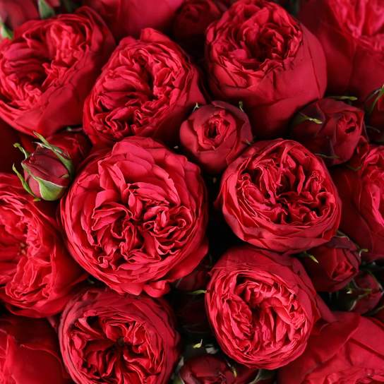 Букет из 25 роз "Red Piano" в вазе