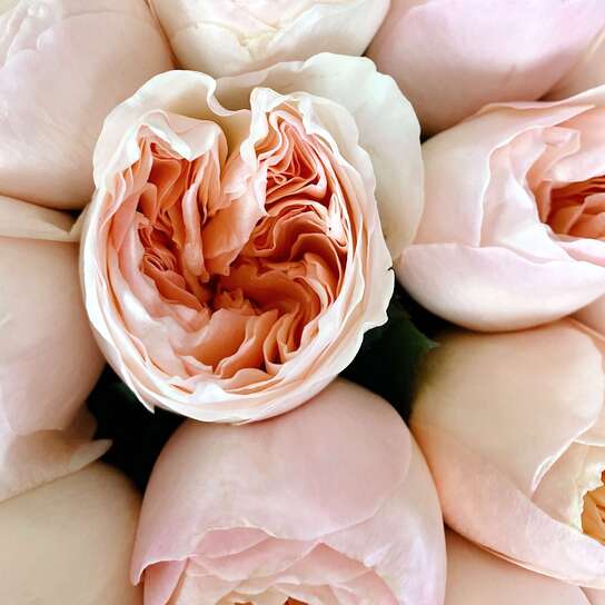 Букет из 51 пионовидной розы "Austin Juliet"