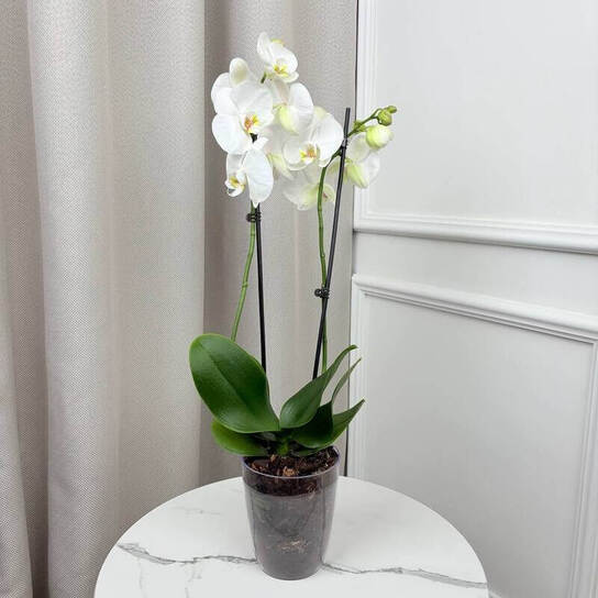 Орхидея "Фаленопсис Синголо"