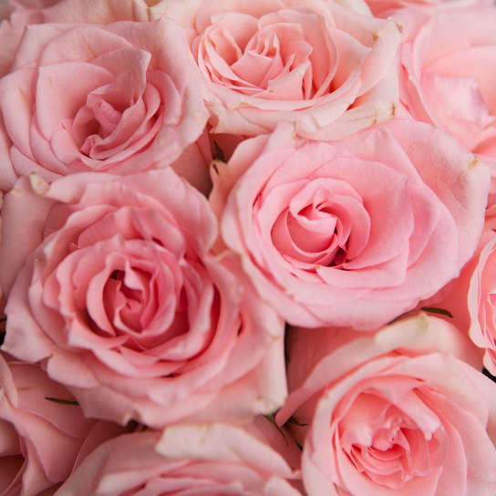 Шляпная коробка Demi "Розы Кения Pink" WHITE