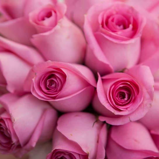 Шляпная коробка Demi "Розы Кения Cherry" BLUE