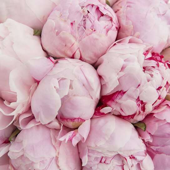 Шляпная коробка Petit "Пионы розовые" WHITE