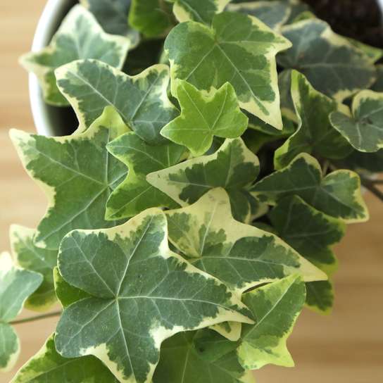 Хедера Хеликс (плющ)