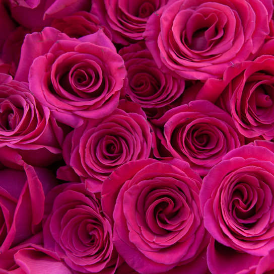 Букет из 25 роз "Pink Floyd" BLVCK