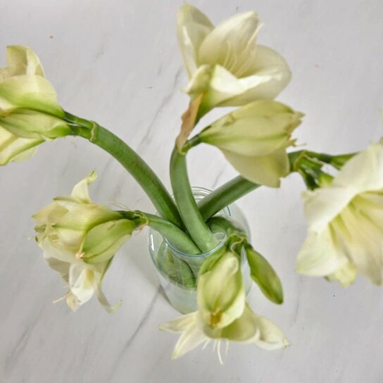 Букет из белых амариллисов  в вазе Фото 3