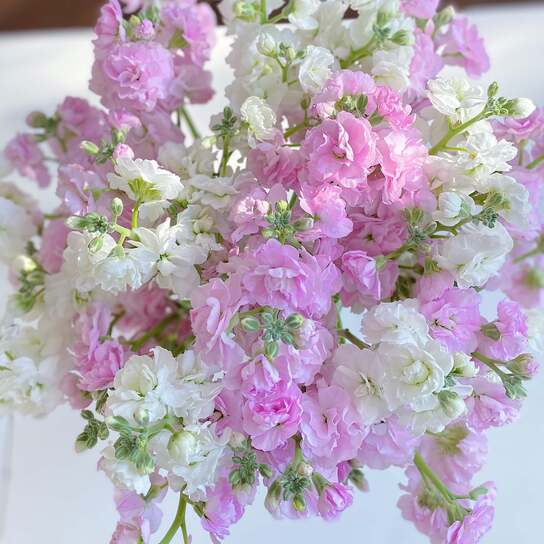 Букет ароматной маттиолы в вазе