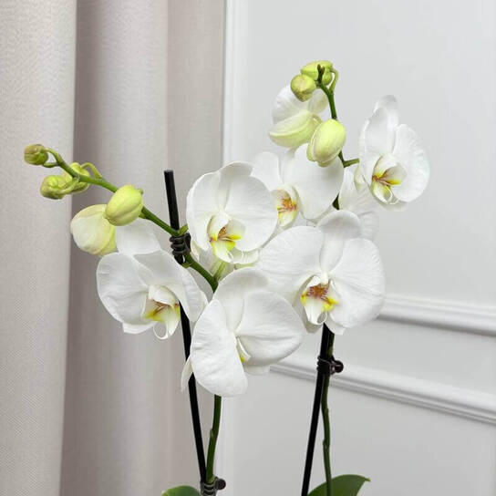 Орхидея "Фаленопсис Синголо"