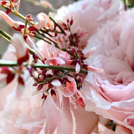 Букет из 35 японских селективных роз Tsumugi без вазы