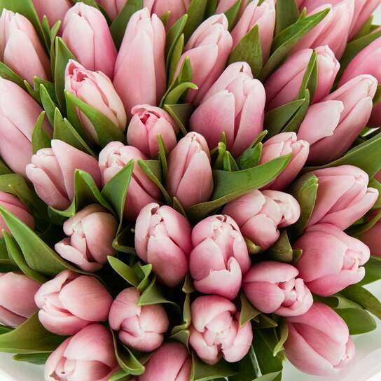 Букет из 51 тюльпана "Pink"