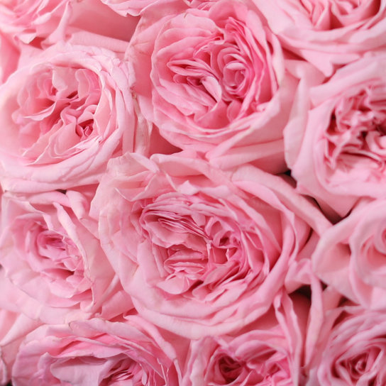 Букет из 15 роз "Pink OHara" BLVCK