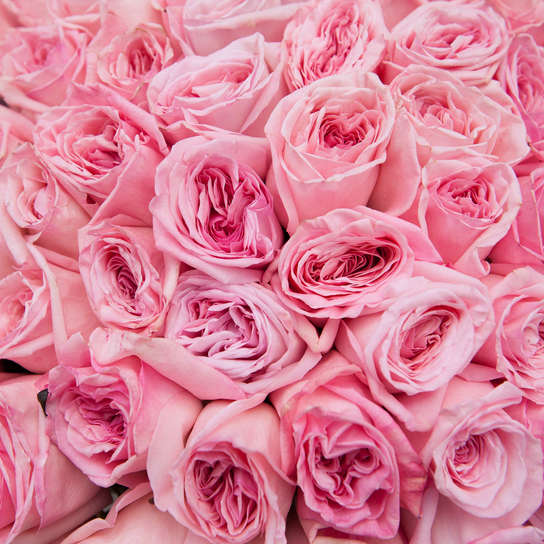 Букет из 101 розы "Pink O'Hara"